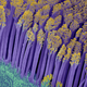 Illustration for article titled The Astounding And Horrific World As Seen Under A Microscope
